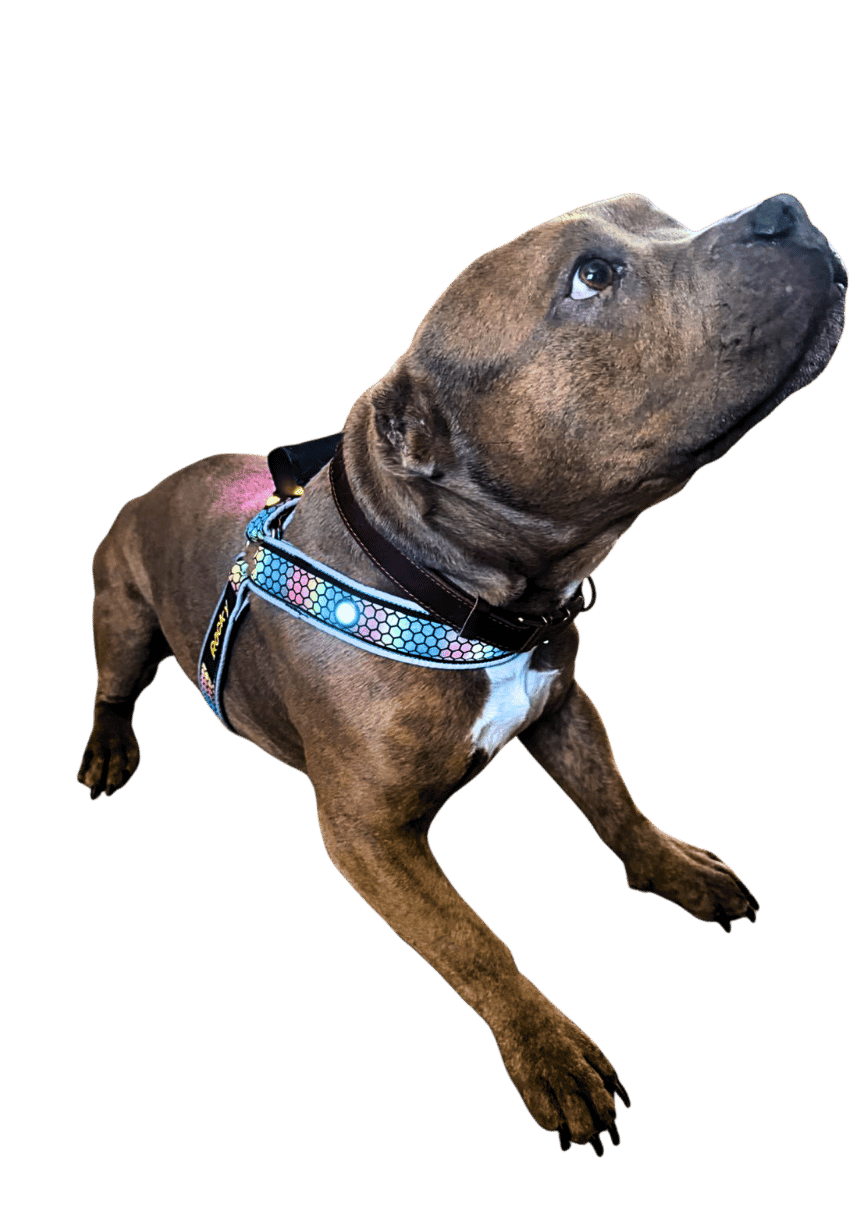 Nebula Lighted Dog Harness